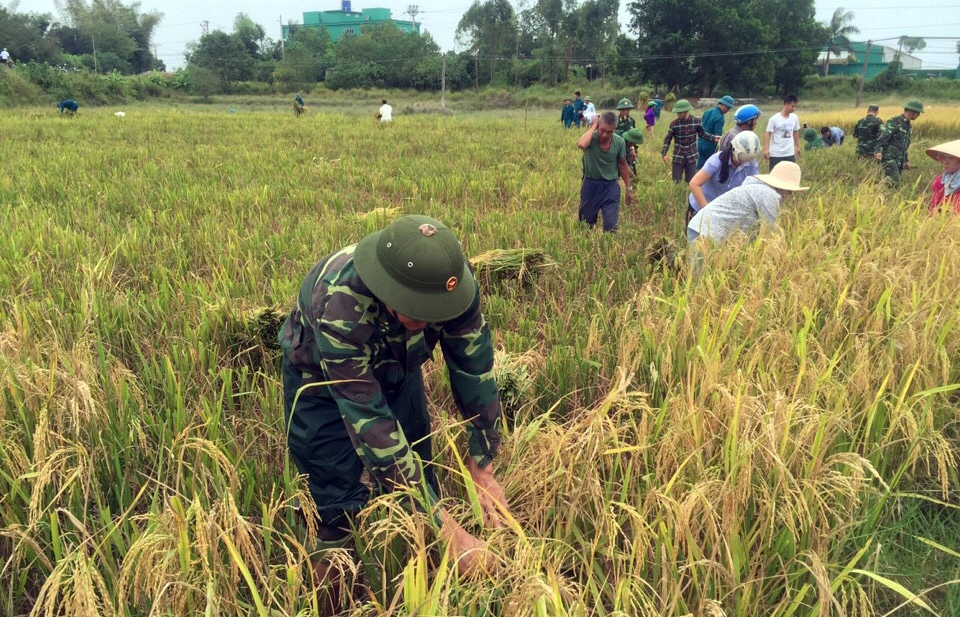 CBCS Đồn Biên phòng Hải Hòa giúp dân gặt lúa.