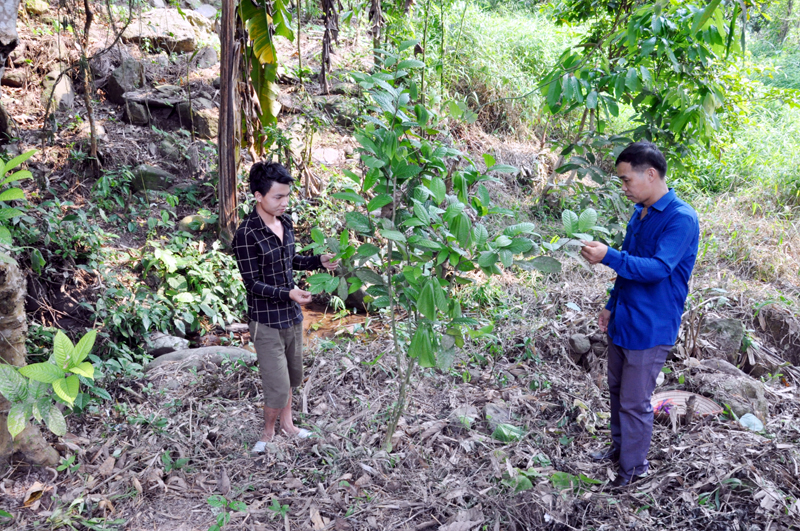 Cán bộ xã Đồng Lâm(Hoành Bồ) kiểm tra mô hình trồng trà hoa vàng tại thôn Đồng Trà - hướng đi mới trong phát triển kinh tế ở địa phương