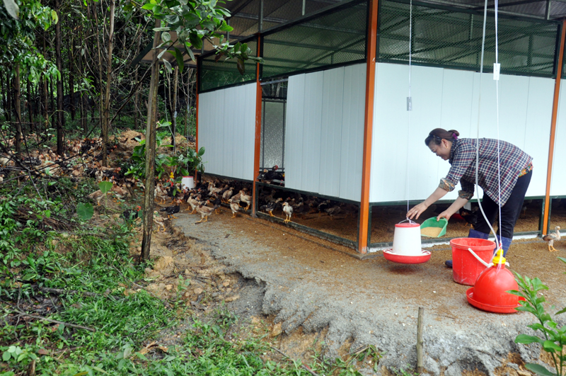 Trang trại nuôi gà của gia đình chị Phạm Thị Hồng, thôn Đồng Cháy, xã Vũ Oai – một trong những mô hình tiêu biểu về hỗ trợ phát triển sản xuất cho nông dân tại huyện Hoành Bồ