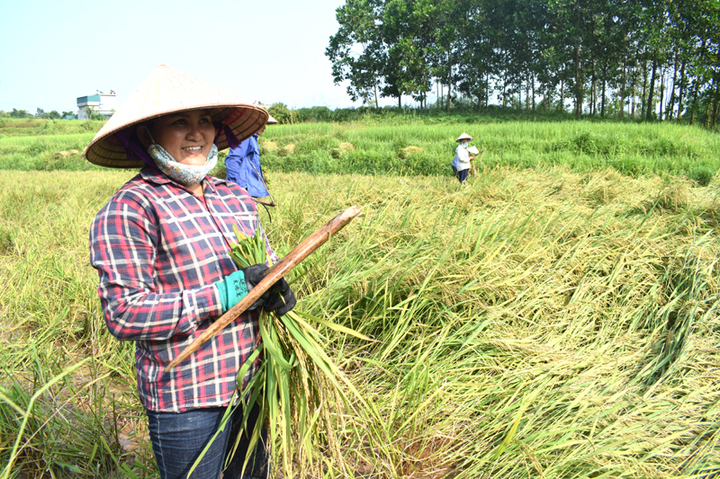Dín Thị Lan đi gặt lúa giúp đỡ một hộ phụ nữ gia đình neo người ở Mào Liểng