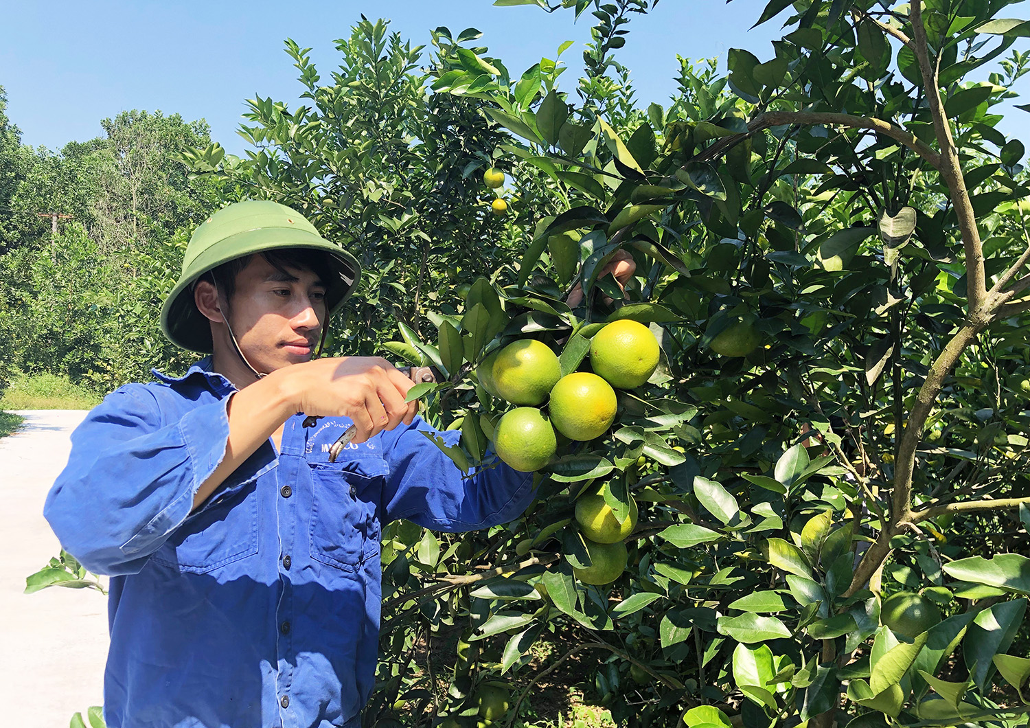Mô hình trồng cam của gia đình anh Hà Quang Nam, thôn Đồng Giữa, xã Sơn Dương cho hiệu quả kinh tế cao.