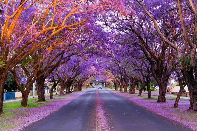 Nằm ở nam bán cầu, mùa xuân của Australia kéo dài từ tháng 9 đến tháng 11. Lúc này, các loài hoa bắt đầu nở rộ trên khắp đất nước, trong đó có Jacaranda hay còn gọi là phượng tím. Ảnh: Au Tree Lopping.