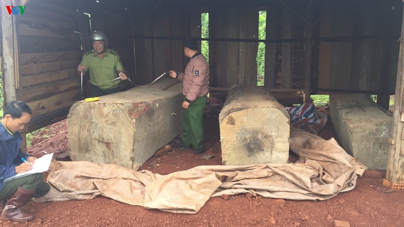  Lực lượng chức năng đang tiến hành đo đếm khối lượng gỗ cất giữ trái phép.