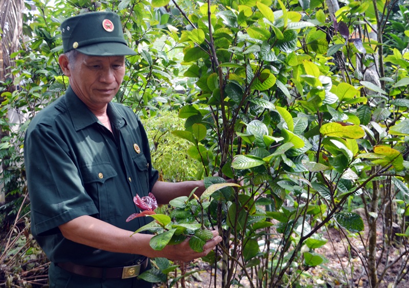 CCB Vũ Quang Hải, thôn Tam Hồng, xã An Sinh (TX Đông Triều), giới thiệu những cây trà hoa vàng đang đơm nụ.