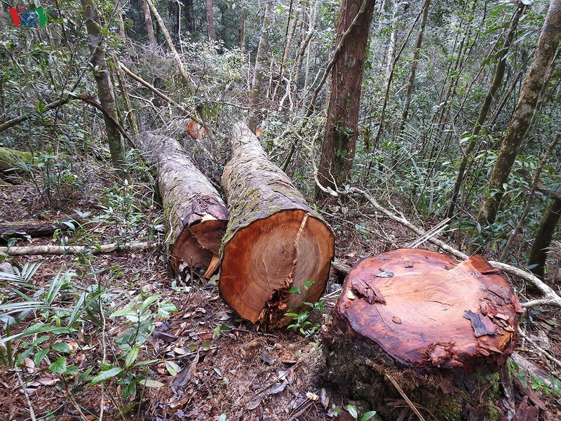  Một cây gỗ bị lâm tặc cưa hạ.