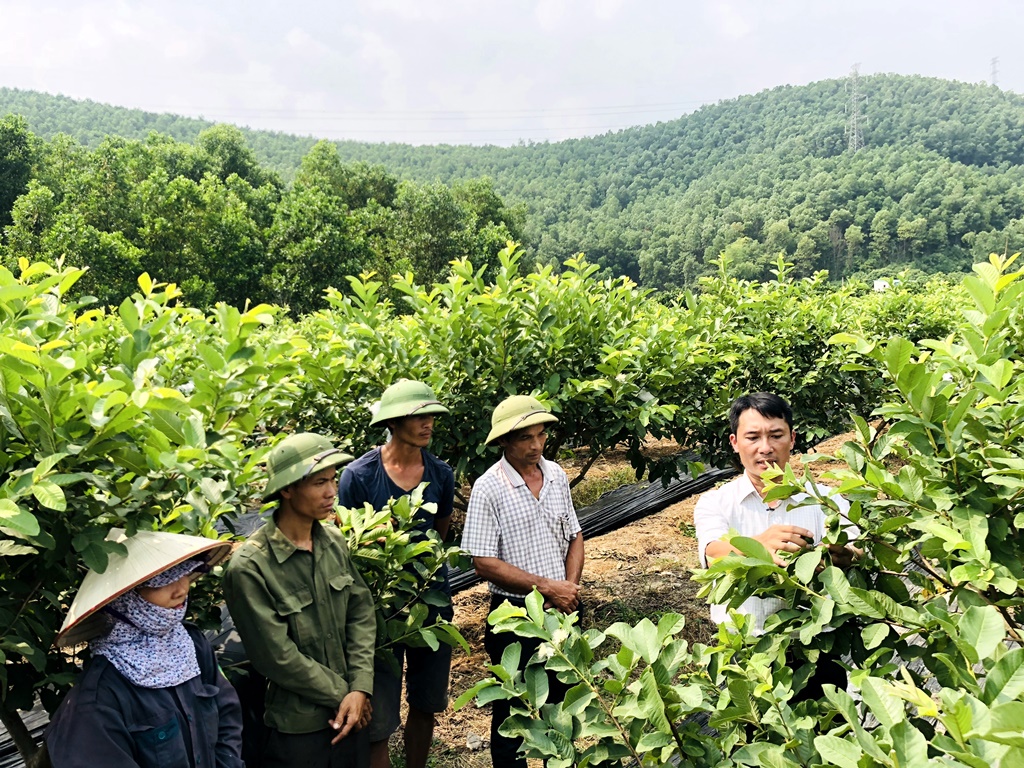 Kỹ sư Trung tâm Khuyến nông tỉnh hướng dẫn kỹ thuật chăm sóc, cải tạo cây ổi Đài Loan cho các hộ dân xã Sơn Dương.