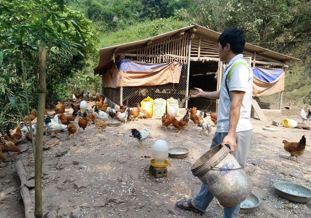 Mô hình nuôi gà thả đồi của anh Trần Văn Hoan, thôn Bắc Lù, xã Hà Lâu (Tiên Yên) được hỗ trợ vốn từ Chương trình 135