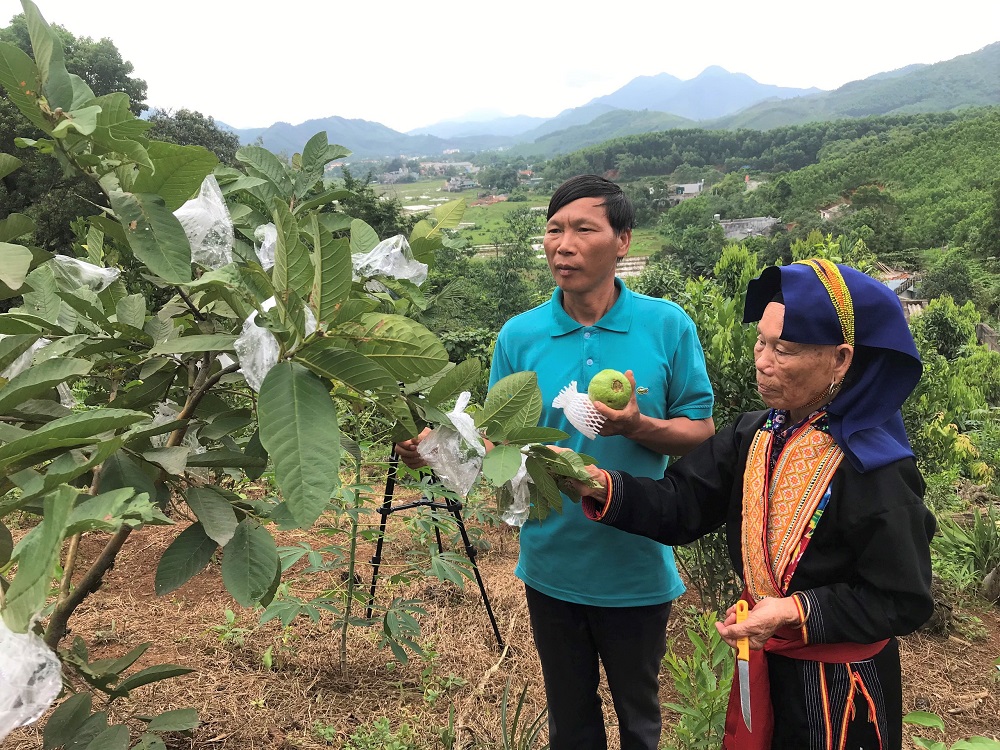 Phân bón trả chậm giúp nông dân xã Đồn Đạc, huyện Ba Chẽ yên tâm trồng trọt. 