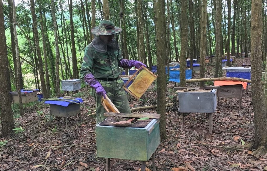 Ông Chương A Nhì, thôn Làng Mới, xã Nam Sơn đang bận rộn chăm sóc đàn ong lấy mật của gia đình, chuẩn bị cho vụ thu hoạch cuối năm.