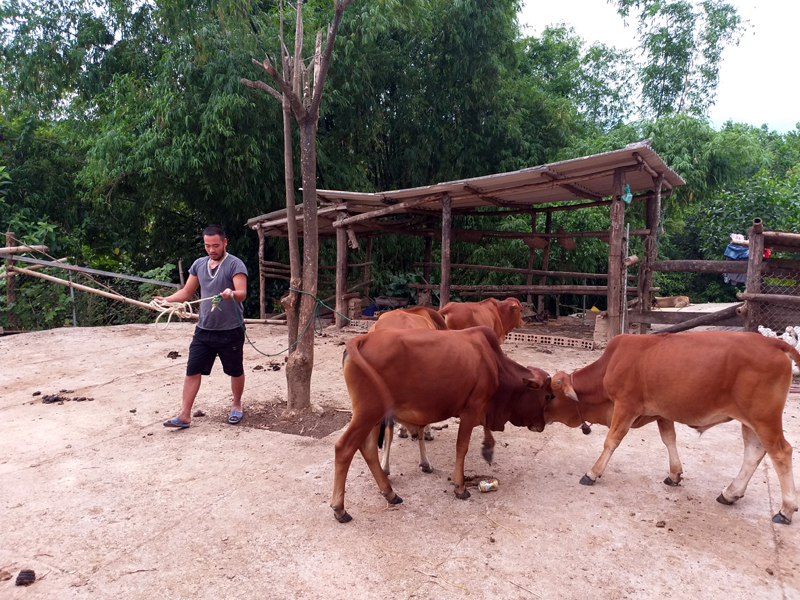 Trang trại chăn nuôi trâu, bò của gia đình anh  Trịnh Văn Luyện ở điểm dân cư Đồng Mỏ