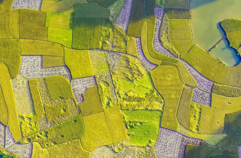 Ruộng lúa chín vàng nằm xen lẫn với những thửa đã gặt xong nhìn từ trên cao. Đoạn đường nối thị trấn Trùng Khánh với xã Phong Nậm dài khoảng 10 km được đánh giá là nơi sở hữu nhiều khung cảnh mùa vàng gây ấn tượng với du khách.