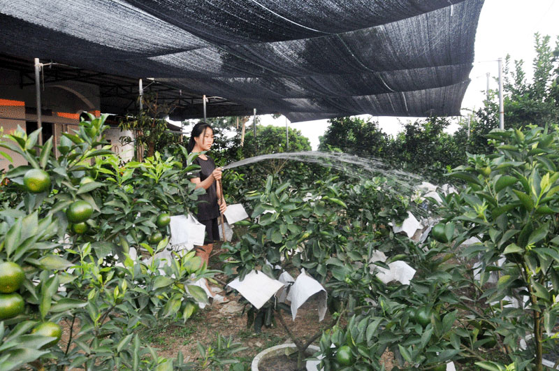 Trang trại trồng cam của gia đình anh Dương Hữu Trung, thôn Hải Đông, xã Quảng Thành cho hiệu quả kinh tế cao.