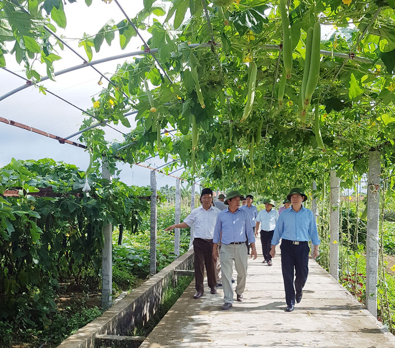 Lãnh đạo huyện Hải Hà kiểm tra xây dựng thôn mẫu, vườn mẫu tại xã Quảng Minh.