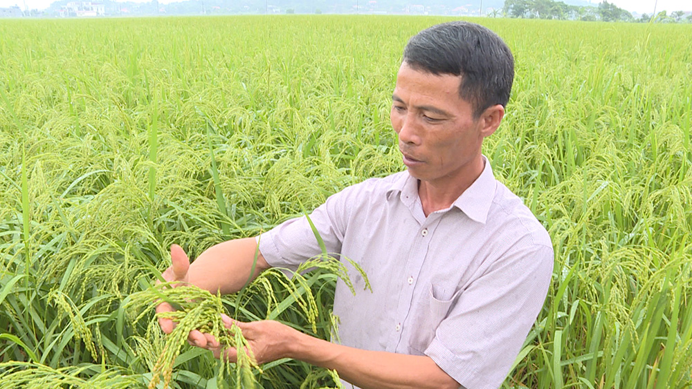Các hộ dân ở xã Hồng Phong, TX Đông Triều cùng cán bộ HTX kiểm tra diện tích lúa Nếp cái hoa vàng trồng theo quy trình Vietgap