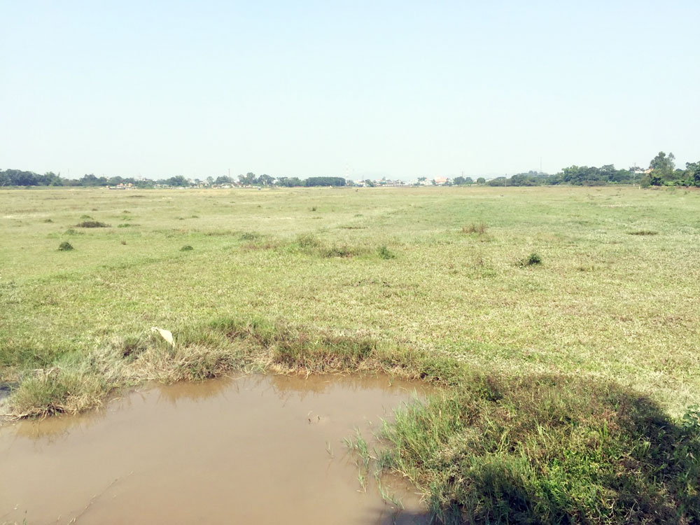 Hiện nay, trên địa bàn thành phố Móng Cái dễ dàng bắt gặp những cánh đồng bị bỏ hoang (Cánh đồng ngay phía sát UBND xã Hải Xuân).