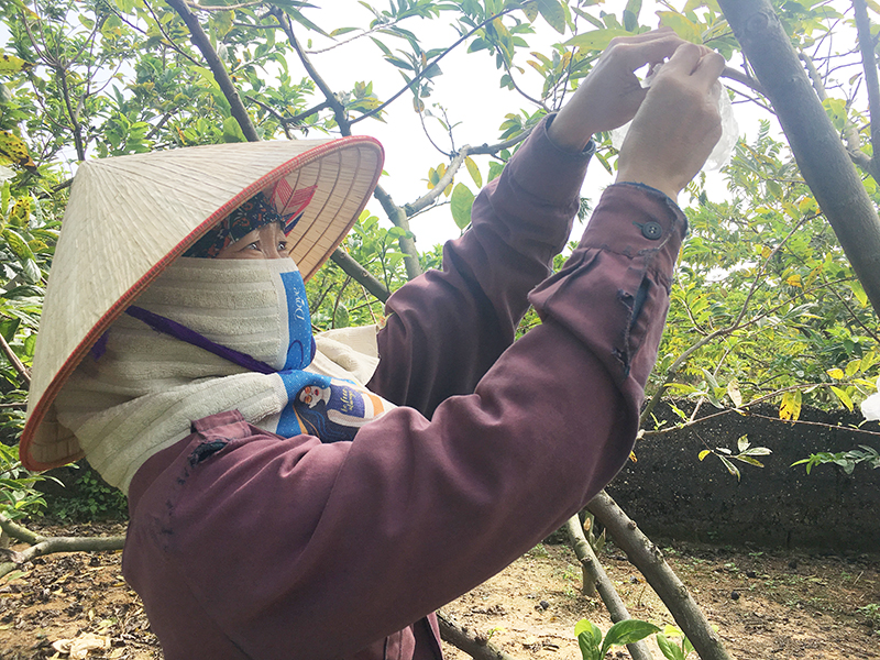 1ha trồng na dai của gia đình anh Nguyễn Tiến Bạn, thôn Đìa Sen, xã An Sinh mang lại thu nhập 500 triệu đồng/năm.