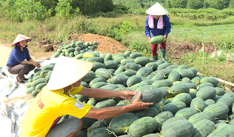 Nông dân xã Sơn Dương (Hoành Bồ) thu hoạch dưa hấu.