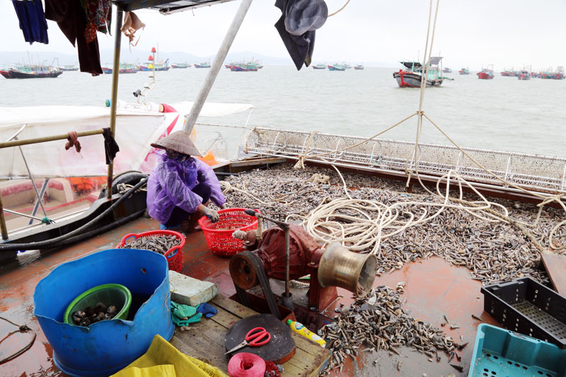 Ngư dân khai thác thủy sản bằng nghề giã cào trên vùng biển thuộc phường Bình Ngọc.
