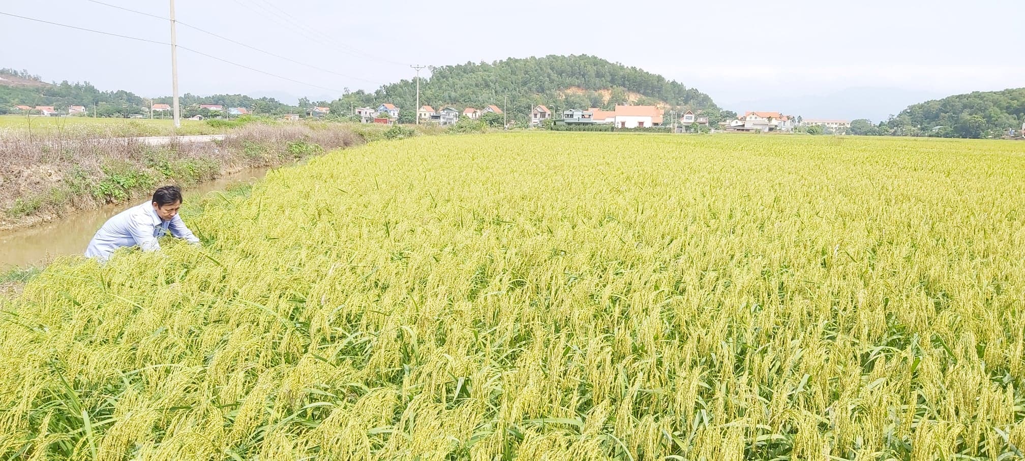 Đông Triều quy hoạch vùng trồng lúa tập trung.