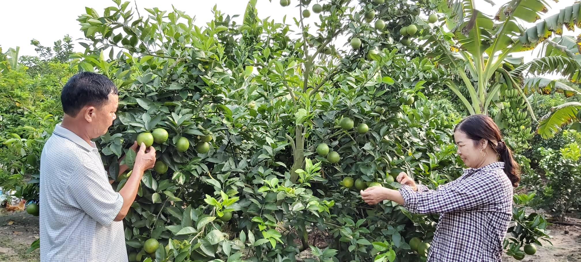 Thực hiện Nghị quyết 45, Đông Triều đã mở rộng thêm vùng trồng cam.