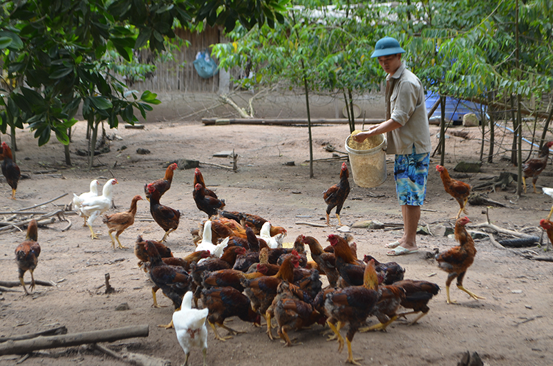 Trang trại gà của Chìu Quý Nguyên đã có lúc lên tới 1 vạn con.