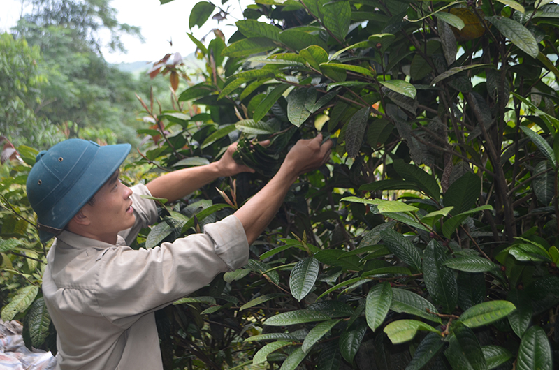 Ước tính, vườn trà của Nguyên cũng mang lại thu nhập 200-300 triệu đồng/năm cho gia đình.