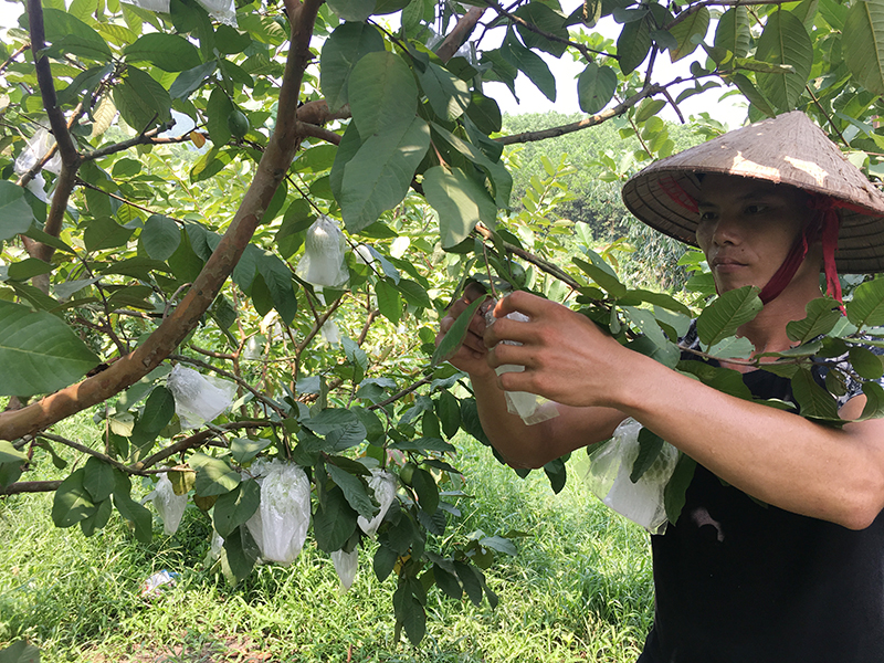 Vườn ổi của anh Đặng Văn Sồi, thôn Làng Han, xã  Đồn Đạc đã mang lại nguồn thu ổn định cho gia đình 200-300 triệu mỗi năm.
