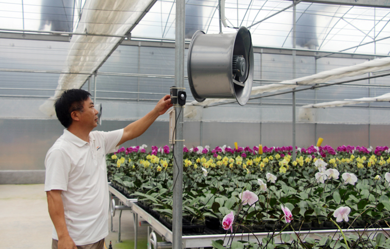  Các HTX trồng hoa, cây cảnh ở huyện Hoành Bồ đã chú trọng ứng dụng KHCN để nâng cao chất lượng sản phẩm.