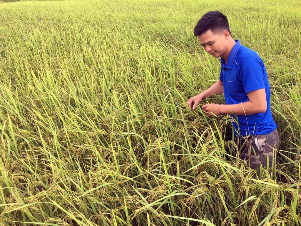 Kỹ sư Hoàng Văn Vượng (HTX kiểm tra tình hình sinh trưởng của cây lúa