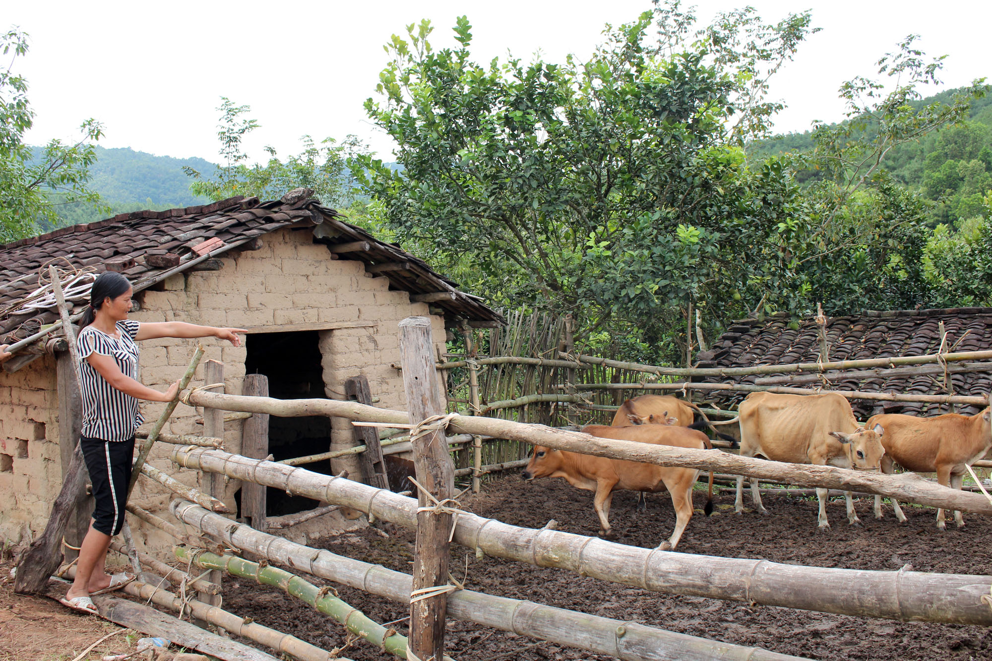 Hộ bà Mạ Thị Chau (thôn Ngàn Chi, xã Vô Ngại) được huyện hỗ trợ bò chăn nuôi để vươn lên thoát nghèo.