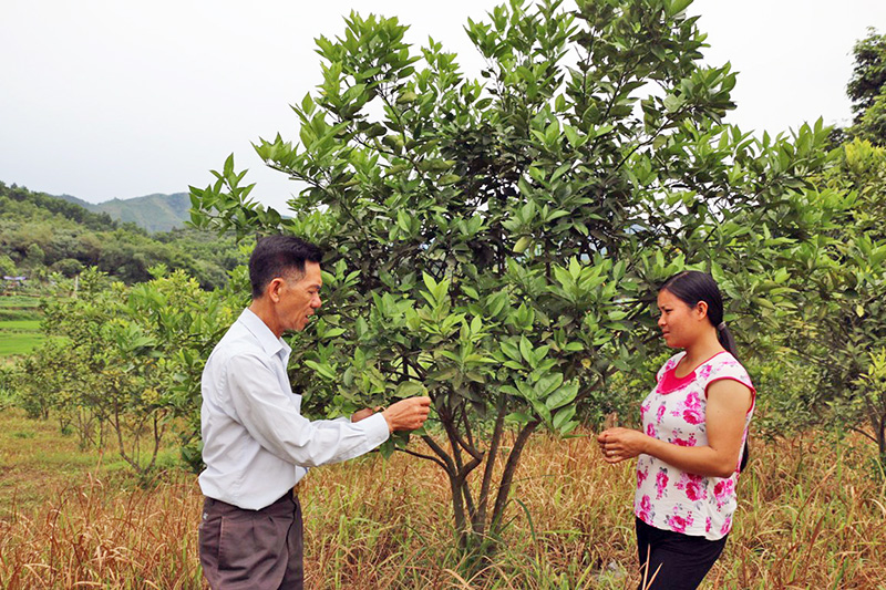 Nhờ các dự án hỗ trợ phát triển sản xuất, nhiều hộ trồng cam tại xã Thanh Lâm, huyện Ba Chẽ, đã thực hiện mô hình trồng cam Vinh, V2 cho hiệu quả kinh tế cao.