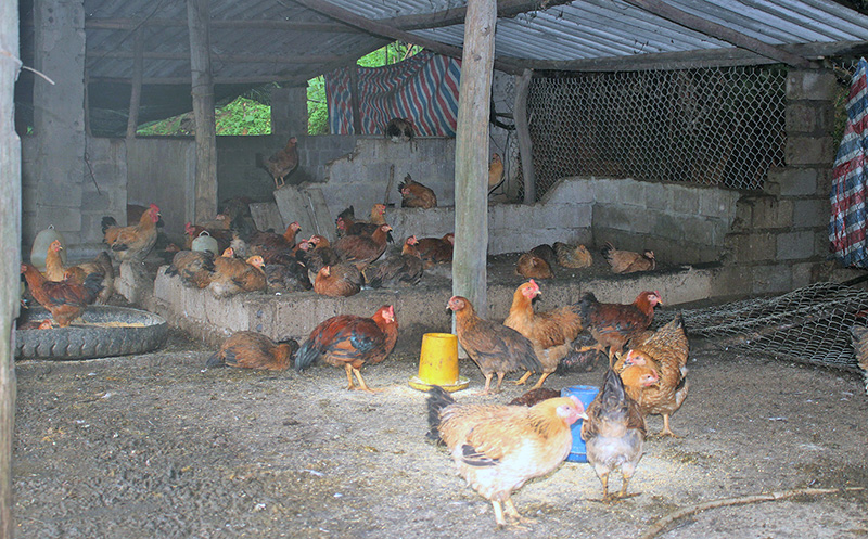 Mô hình nuôi gà của hộ anh Chìu Quý Nguyên, xã Đạp Thanh, huyện Ba Chẽ, mang lại hiệu quả kinh tế cao.