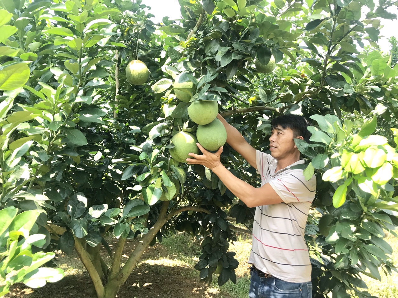Người dân thôn Đình, xã Thống Nhất trồng cây bưởi da xanh cho hiệu quả kinh tế cao.