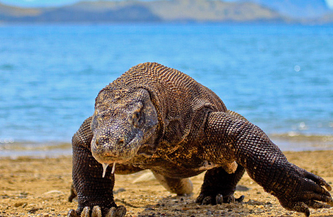 Komodo là loài thằn lằn lớn nhất thế giới. Ảnh: Flickr/Adhi Rachdian.