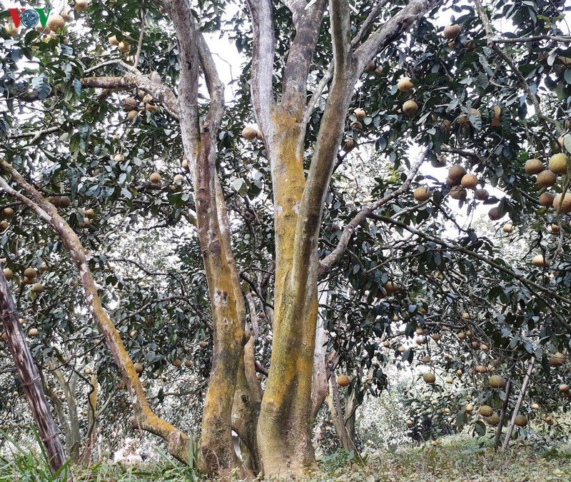 Một cây bưởi Đại Minh gần 100 năm tuổi ở Yên Bình, Yên Bái.