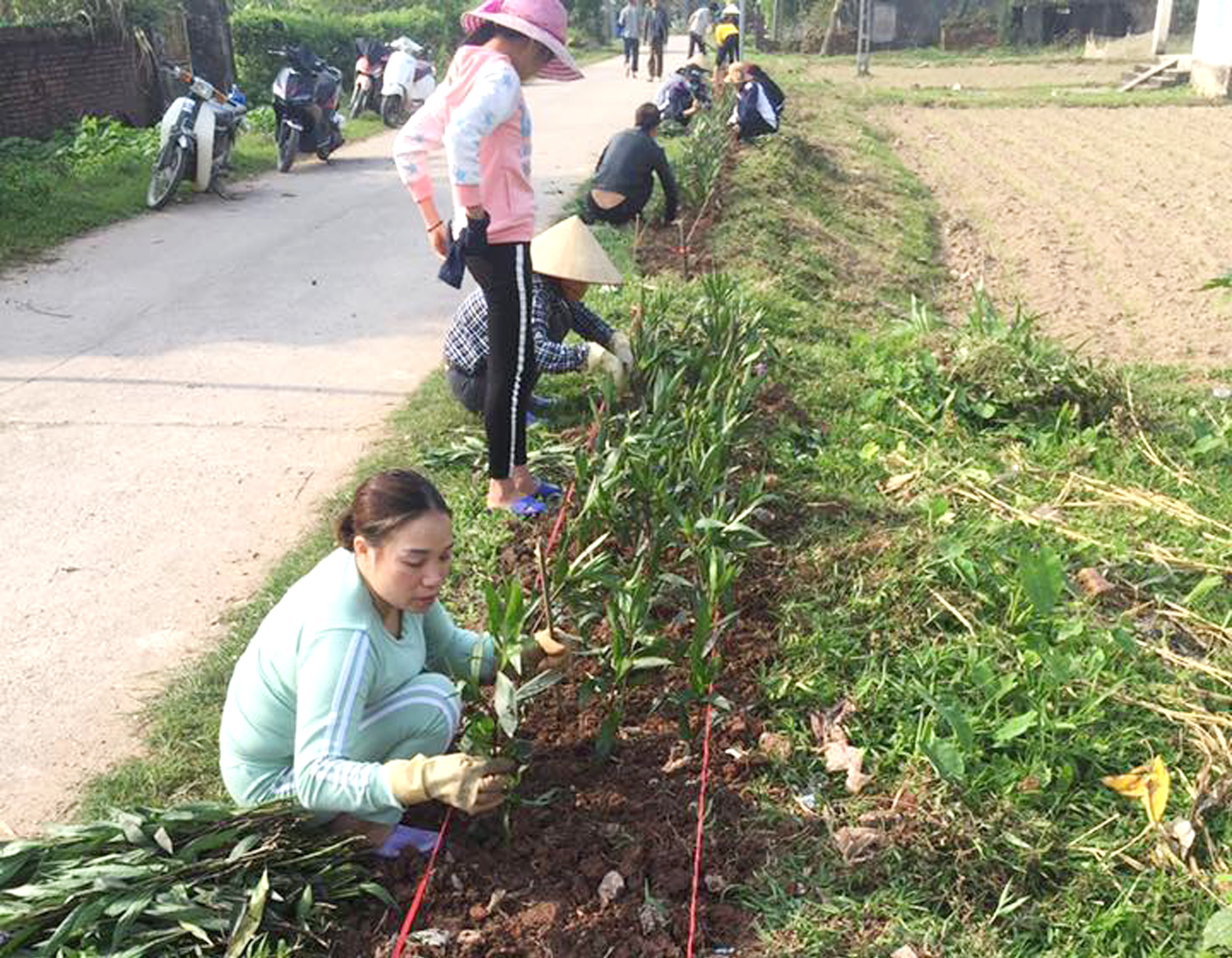 Nhân dân trong thôn Tân Lương (xã Tân Bình, huyện Đầm Hà) dọn vệ sinh, trồng cây xanh đón Ngày hội Đại đoàn kết.