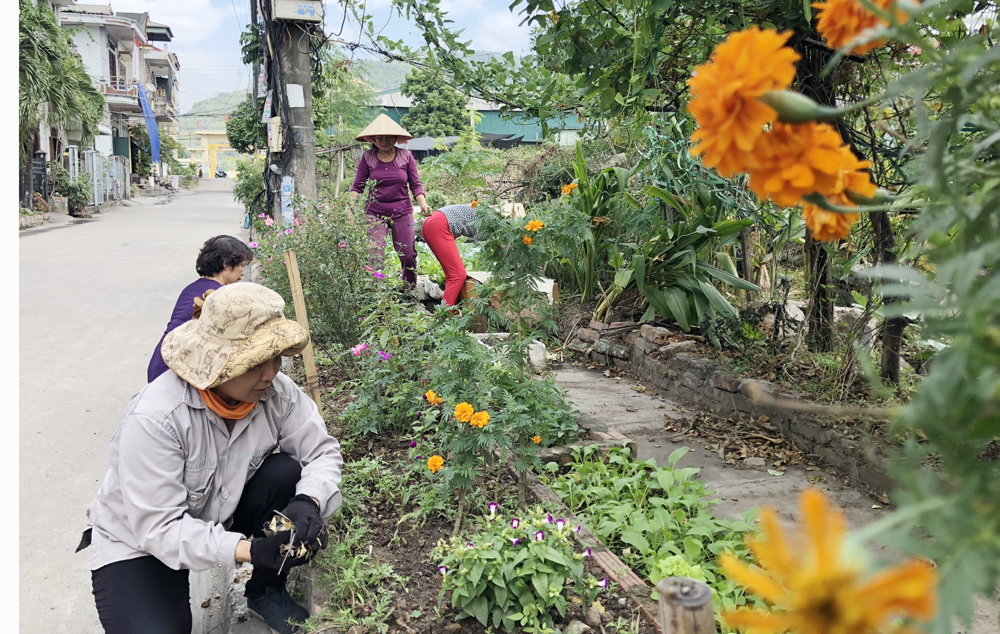 Người dân khu phố 3, phường Cẩm Thinh chăm tuyến đường hoa của khu phố