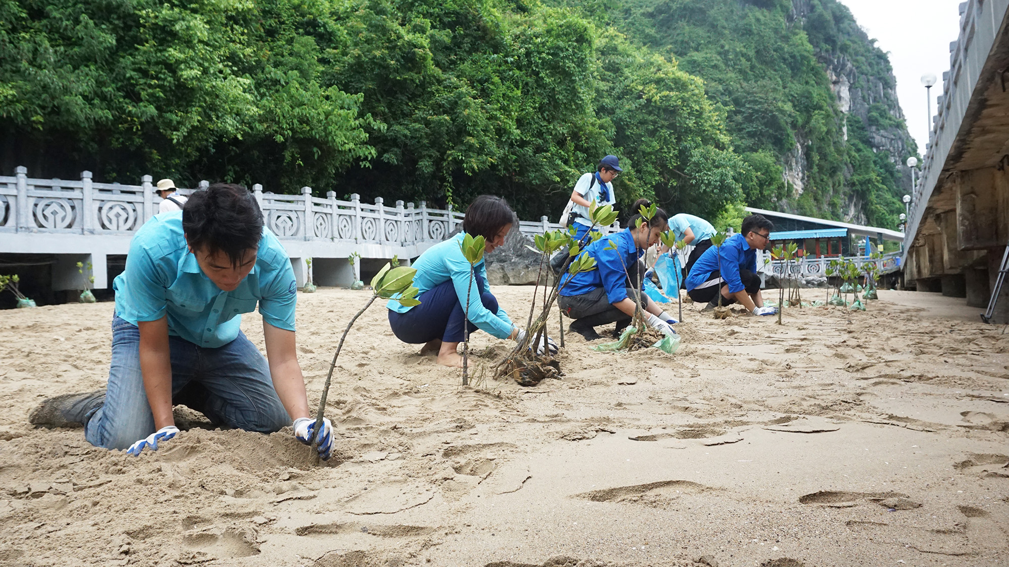 tình nguyện viên trồng rừng ngập mặn trên Vịnh Hạ Long.