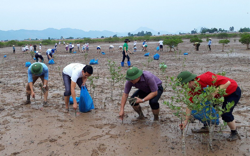 Người dân xã Đồng Rui tham gia trồng rừng ngập mặn.