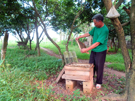 Ông Tằng Sinh Pẩu, thôn Khe Muối 1, xã Yên Than (Tiên Yên) đang kiểm tra đàn ong nuôi lấy mật của gia đình.
