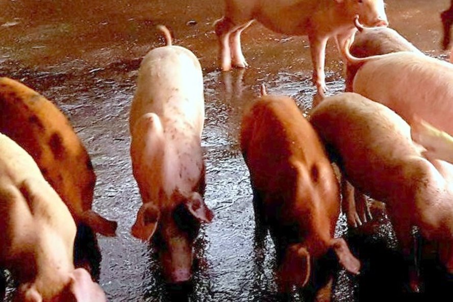 Người dân Bạc Liêu lén lút tái đàn do giá lợn tăng cao (ảnh Nhật Hồ)