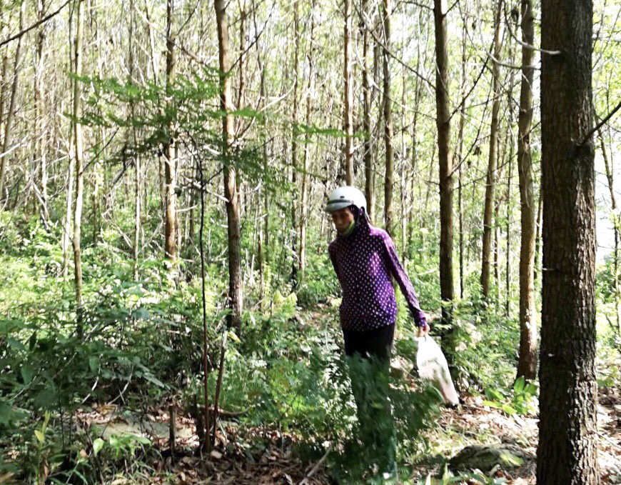 Nhiều diện tích rừng sản xuất chuyển sang rừng phòng hộ của các hộ dân trên địa bàn huyện Vân Đồn chuyển sang
