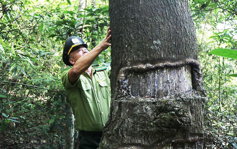 Nhờ công tác bảo vệ, gìn giữ tốt, hiện Đồng Sơn - Kỳ Thượng có rất nhiều cây gỗ to, quý hiếm