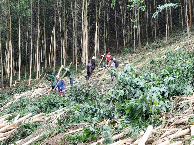 Người dân xã Đồn Đạc, huyện Ba Chẽ thu hoạch gỗ keo