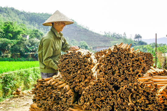 Cây quế đang mang lại nguồn thu nhập ổn định cho người dân huyện Bình Liêu. Ảnh: La Lành