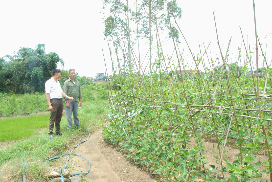 Cán bộ Hội Nông dân xã Quảng Minh (huyện Hải Hà) nắm tình hình phát triển vườn rau an toàn tại các hộ dân thôn 3 của xã.