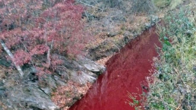 Nước sông đỏ quạch do nhiễm máu lợn. Ảnh: Yeoncheon Imjin river civic network