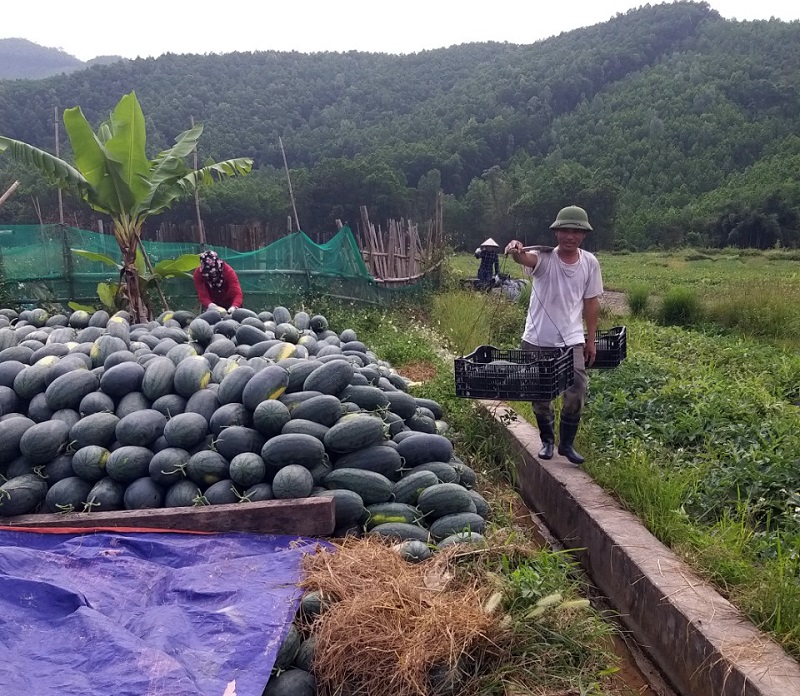 Mô hình trồng dưa hấu đã và đang phát huy hiệu quả, góp phần nâng cao đời sống của người dân địa phương (tháng 8/2019).
