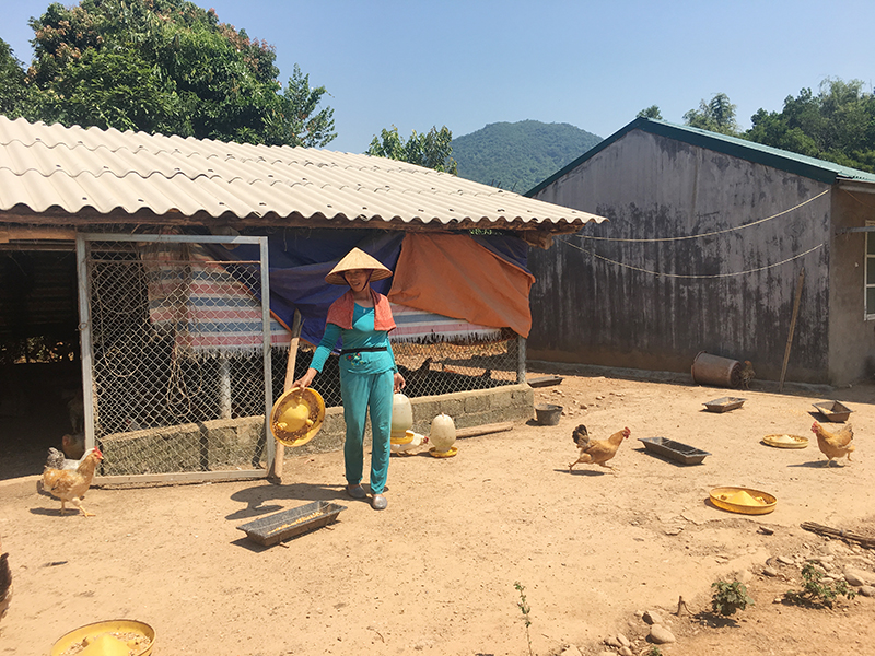 Mô hình nuôi gà Tiên Yên của chị Trần Thị Hậu, thôn Đồng Đình, xã Phong Dụ cho thu nhập ổn đinh.