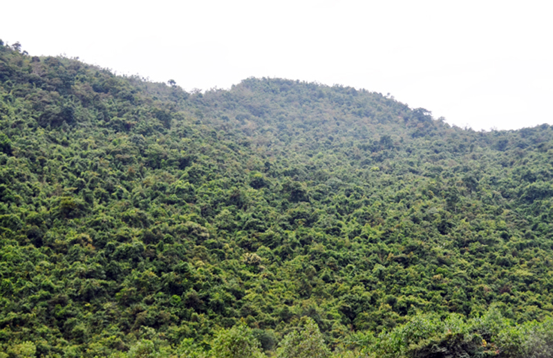 Một góc rừng phòng hộ thuộc địa bàn xã Bắc Sơn, Hải Sơn, TP Móng Cái. Ảnh: Việt Hoa